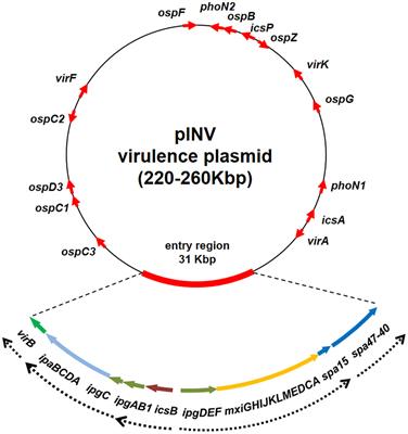 The Intriguing Evolutionary Journey of Enteroinvasive E. coli (EIEC) toward Pathogenicity